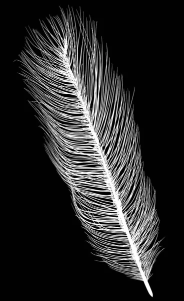 Silhouette de plumes d'autruche droites isolée sur noir — Image vectorielle