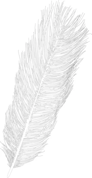 Ευθεία στρουθοκαμήλου σκίτσο φτερό απομονώνονται σε λευκό — Διανυσματικό Αρχείο