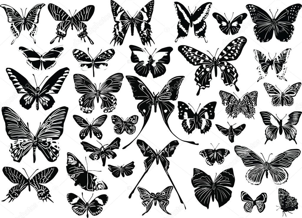 thirty four black butterflies sketches