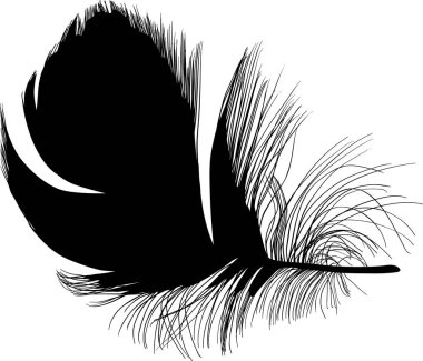 Geniş izole siyah tüy ile aşağı