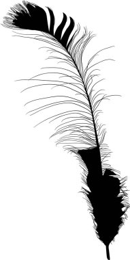 siyah izole tavus kuşu uzun tüyü