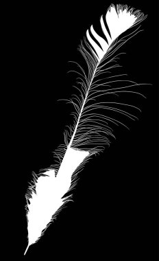 İzole edilmiş tavus kuşu uzun beyaz tüy