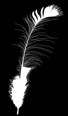 beyaz izole tavus kuşu uzun tüyü