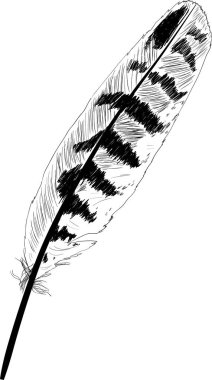 Soyunmuş tek siyah tüy çizimi