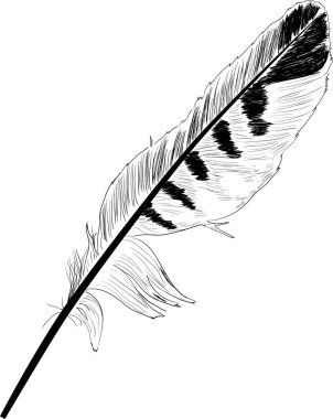 tek soyulmuş siyah tüy çizimi