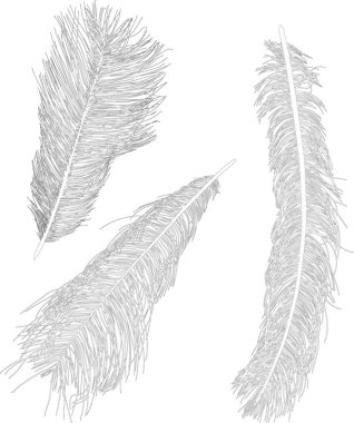 Beyaz renkte üç devekuşu tüyü çizimi var.