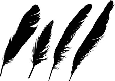 Beyaz üzerine dört siyah tüylü grup.