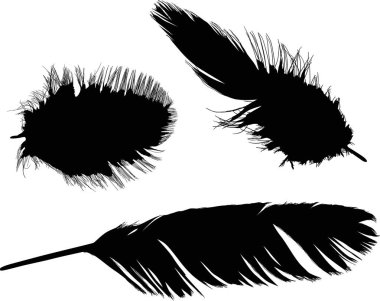 Üç farklı siyah tüylü illüstrasyon