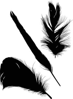 Üç tüylü grup beyaz üzerine izole edildi