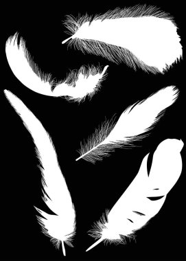 Siyah üzerine izole edilmiş beş beyaz tüy grubu.