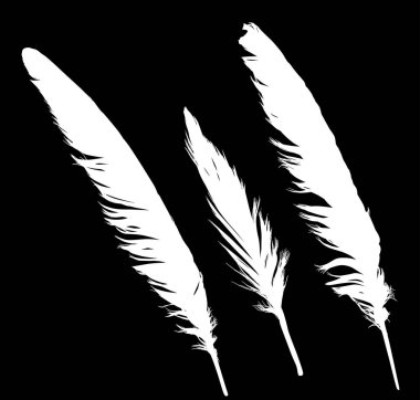 Siyah üzerine izole edilmiş üç beyaz tüylü grup.