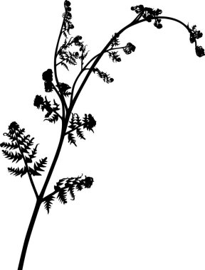 Tek bir ıssız bahar eğreltiotu siyah silueti