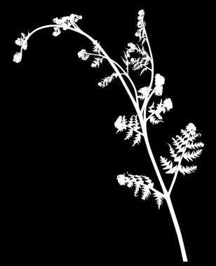 İzole edilmiş tek bir bahar eğreltiotu beyaz silueti