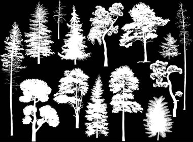 Onüç beyaz ağaç seti