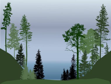 Gri arka planda köknar ağaçları ormanı