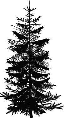 Küçük siyah köknar silueti beyaza izole edilmiş