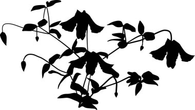 Bahçe çiçeği siyah siluet beyaz üzerine