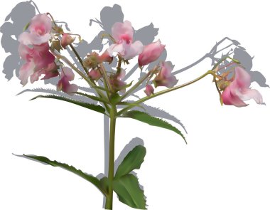 Gri gölgeli bahçe pembe çiçekleri