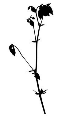 bahçe küçük tomurcuklu siyah campula çiçeği