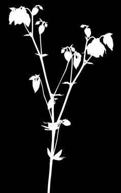 Beyaz tomurcukları olan izole bahçeli bir kamp çiçeği.