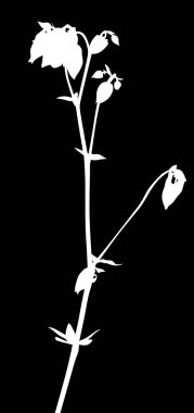 bahçe küçük tomurcuklu beyaz campula çiçeği