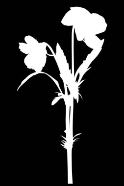 Beyaz çiçekli, ıssız bir bahçe.