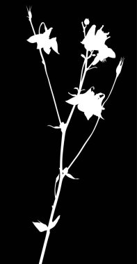 Küçük tomurcukları olan izole beyaz bir bahçe çiçeği.