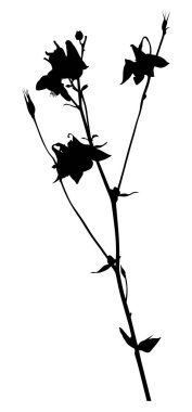 Küçük tomurcukları olan izole siyah bir bahçe çiçeği.