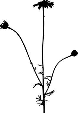 bahçe siyah bitkisi, üç saplı çiçekler