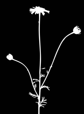 Üç saplı bahçe beyaz bitkisi