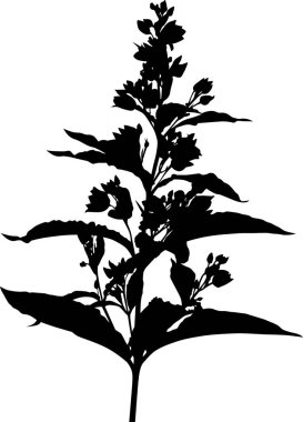 Yaprakları büyük, çiçekleri küçük bahçeler.