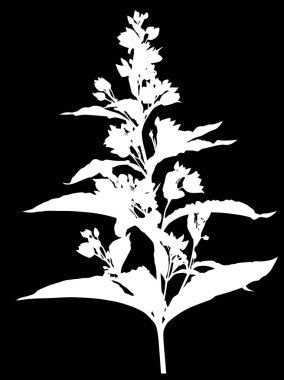 Yaprakları geniş, çiçekleri küçük bahçeler...