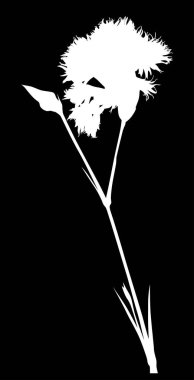 Siyah üzerine beyaz pembe çiçek silueti