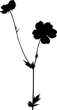 İnce gövdesindeki çiçeklerle izole edilmiş siyah bitki.