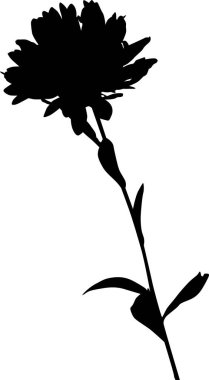 Paskalya çiçeği silueti beyaz üzerine izole edilmiş