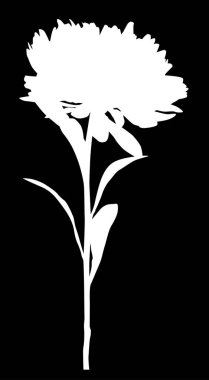 büyük aster silueti siyah üzerine izole