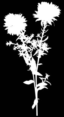 Küçük beyaz yapraklı bahçe çiçeği