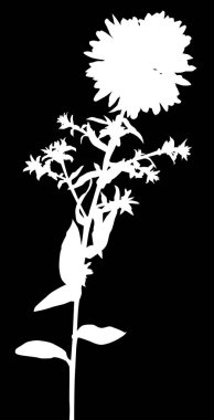 Küçük yapraklı bahçe beyazı çiçek