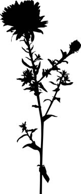 Çiçekli silueti olan bahçe siyah bitkisi.