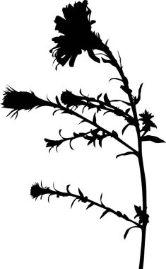 Bahçe küçük yapraklı siyah çiçek