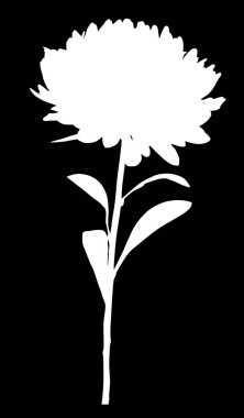 Siyah üzerine büyük bir aster silueti