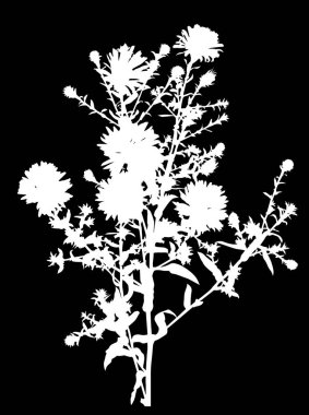 Küçük yapraklı bahçe beyazı çiçek