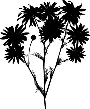 Papatya çiçeği beyaz üzerine büyük bir siluet