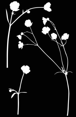 Siyah üzerine üç yabani beyaz düğün çiçeği