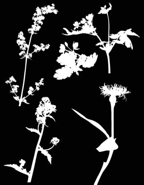 Çiçekli beş beyaz yabani bitki