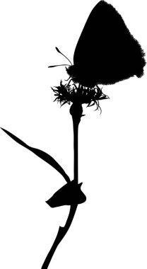 Kelebek desenli siyah çiçek