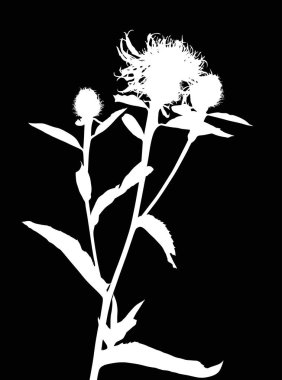 Yabani, soyutlanmış, çiçek açan bitkinin beyaz silueti.