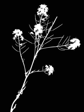 Küçük çiçekleri olan yaban beyaz bitkiler