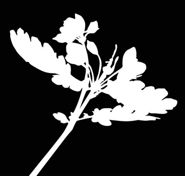 çiçekli yalıtılmış beyaz bitki.