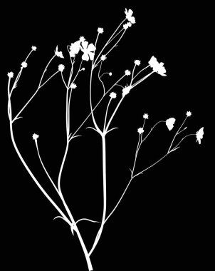 Siyah yabani beyaz düğün çiçeğinde izole edilmiş